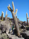 Help de cactus valt om!!!